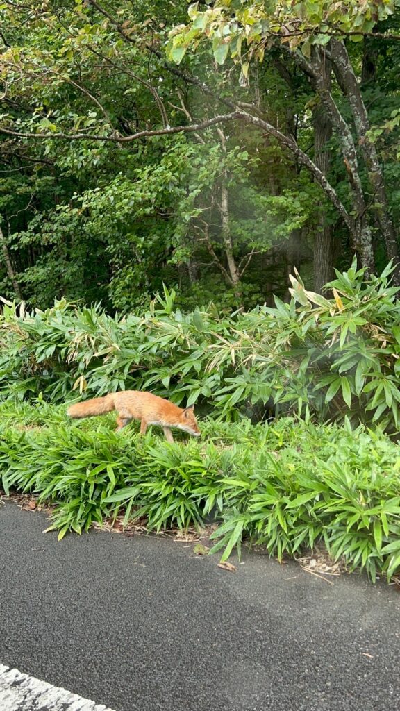 きつね